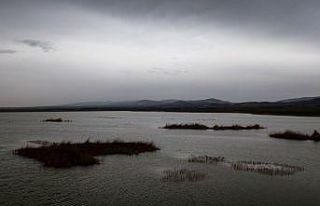Ankara’nın renkli misafirleri: Flamingolar