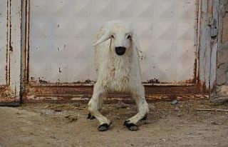 Annesi doğum sırasında ölen engelli kuzuya anne...