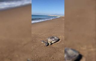 Antalya’da caretta caretta ölüsü sahile vurdu