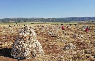 Araban sarımsağının tescili için AB’ye başvuru