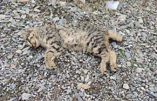 Aracın çarptığı yavru vaşak öldü