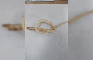 Ardahan’da "deli bat bat" otu yiyen çocuklar...