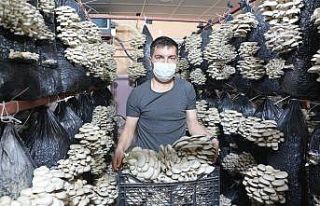 Arkadaş tavsiyesi ile istiridye mantarına yöneldi,...