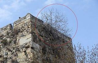 Arsız incir surları deldi, bir de meyve verdi
