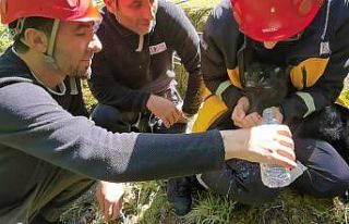 Artvin’de kayalıklardan düşen 2 aylık keçi...