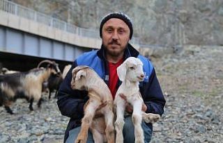 Artvin’de yayla göçü başladı