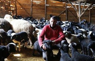 Artvinli küçükbaş üreticileri ‘Hemşin’ ırkından...