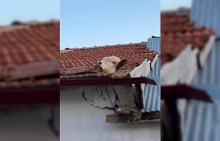 Aşıdan korkan dana çatıda asılı kaldı