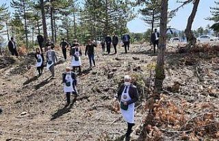 Aslanapa’da karaçam tohumları toprakla buluştu