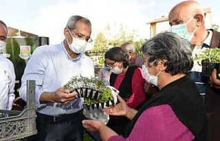 Ata tohumu ile yetiştirilen 300 bin adet fide üreticilere...