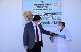 Atmacayı kanadından vurdular