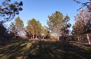 Av sezonu dışında avlanmaya çıktılar, tüfeklerinden...