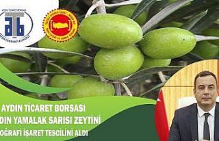 Aydın Yamalak Sarısı Zeytini Coğrafi İşaret...
