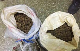 Aydın’da 30 kilogram orkide yumrusu ele geçirildi