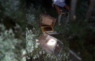 Ayılar, arı kovanlarını parçaladı