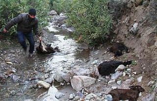 Ayvalık’ta keçi ölümlerinin sebebi parazit