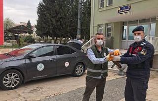 Az rastlanan yaralı Angut kuşuna jandarma şevkati