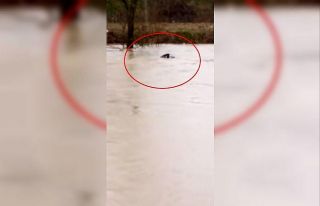 Azgın sular danayı yuttu