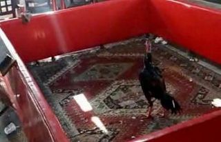 Bağevinde horoz dövüşüne baskın: 27 şahıs...