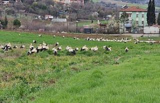 Baharı bekleyen leyleklere, muhtardan balık servisi
