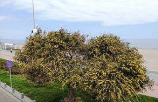 Baharın gelişiyle açan mimozalar renkli görüntüler...