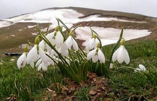 Baharın habercisi beyaz kardelenler çiçek açtı