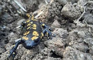 Baharla birlikte Benekli Semenderler çıkmaya başladı