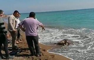 Balıkçı ağlarına takılan caretta caretta sahile...