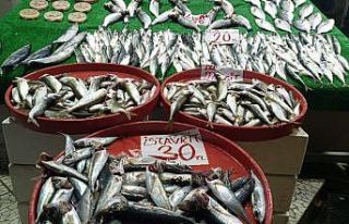 Balıkçılar hamsiden umduğunu bulamadı