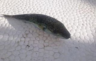 Balıkçıların kabusu balon balığı Marmara denizinde...