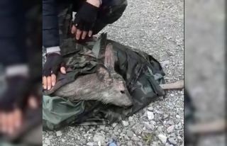 Balıkçıların yanına uçurumdan karaca düştü