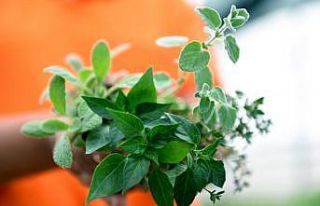 Balkon bahçeciliğinde 2’nci etap aromatik bitkiler