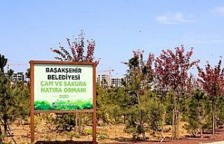 Başakşehir’de sakura ağaçları çiçek açtı