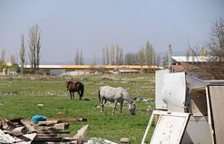 Başıboş atlar sürücülerin korkulu rüyası oluyor