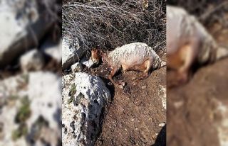 Başıboş köpekler üç koyunu telef etti