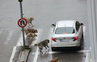 Başıboş köpekler yoldan geçen araçlara saldırdı