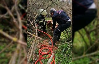 Başına teneke sıkışan köpeği itfaiye kurtardı