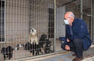 Başkan Kayda, barınaktaki hayvanlarla ilgilendi