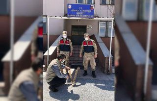 Başkan Tanış’tan ‘dağ keçilerini koruyalım’...