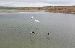 Başkent’in renkli misafirleri flamingolar Mogan...