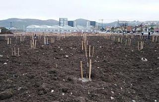 Başkentte halka açık meyve bahçesi