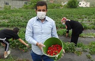 Batman’da yılın ilk organik çilek hasadı başladı