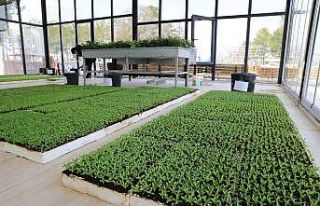 Battalgazi’de cam seralarda süs çiçekleri yetiştiriciliyor