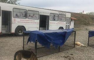 Bayat’ta sokak hayvanları kısırlaştırılıyor