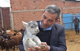 Bayburt’ta sürü yönetimi elemanı (çobanlık)...