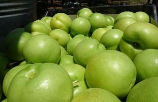 Bayramiç Beyazı, Avrupa Birliği coğrafi işaret...