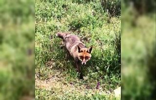 Bayramiç’teki yavru tilki ilgi odağı oldu