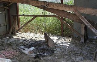 Beslediği kazı kümeste boğazından iple asılmış...