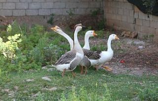 Beslediği kazların saldırısına uğrayıp yerlerde...
