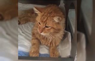 Bodrum’da kediyi kurşunladılar